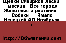 Щенки Сибиркой Хаски 2 месяца - Все города Животные и растения » Собаки   . Ямало-Ненецкий АО,Ноябрьск г.